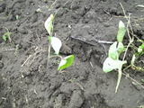 09agri05.jpg