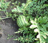 09agri37.jpg