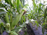 09agri39.jpg