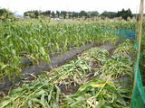 09agri40.jpg