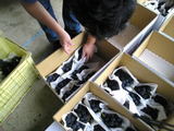 08budouhakodume02.jpg