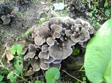 09maitake01.jpg
