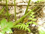 20050528e5094ead.jpg