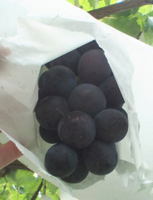 11n_02.jpg