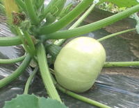 12__05O[GbO.jpg