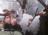13春_03雪を被るさくらんぼの花.jpg