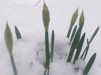 13春_04雪を被る水仙の蕾.jpg