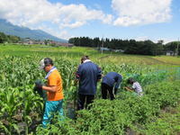 13農業体験 in 信濃町_16.jpg