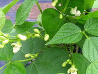 19農園37インゲンの花.jpg