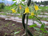19農園39トマトの花.jpg