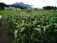 20農園18.jpg