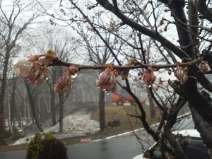 IMG_20150421_105933.jpg